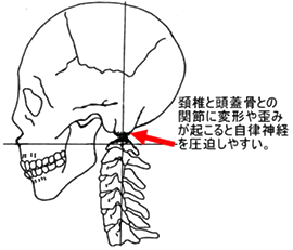 首の解説図