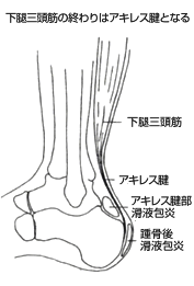 下腿三頭筋の終わりはアキレス腱となる