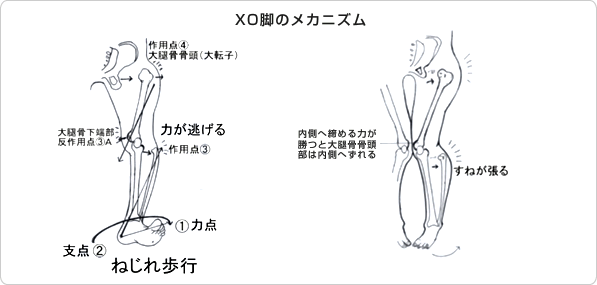 XO脚のメカニズム