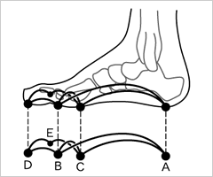 足裏には2つの縦アーチと2つの横アーチがある 