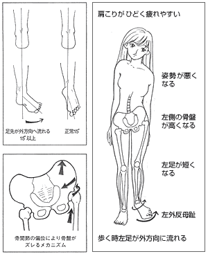 全身の関係図