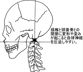 頸椎と頭蓋骨の関節について